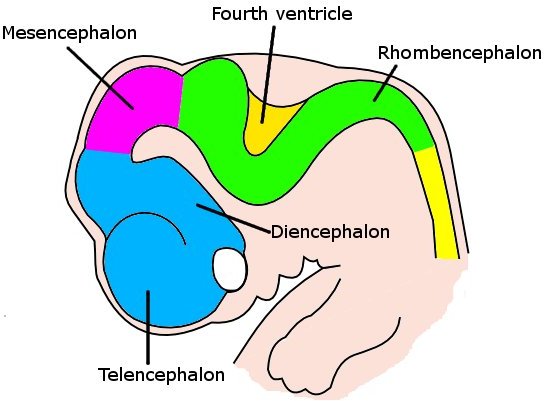 Divisions of the neural tube